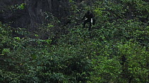 Delacour's langur (Trachypithecus delacouri) leaping from a cliff face into trees, Ninh Binh, Vietnam, 2018.