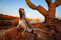 Catalina Desert Iguana (Dipsosaurus catalinensis), Catalana (Santa Catalina) Island, Loreto Bay National Park, Gulf of California (Sea of Cortez), Baja California, Mexico, May, Second place in Visions...