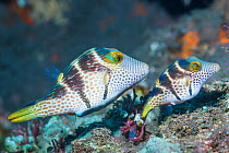 Valentini's sharp nosed puffer or Black-saddled toby (Canthigaster valentini) courting pair.  Tulamben, Bali, Indonesia.
