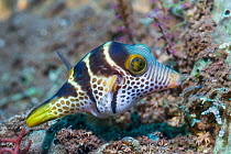 Valentini&#39;s sharp nosed puffer or Black-saddled toby (Canthigaster valentini). Tulamben, Bali, Indonesia.