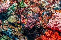 Tasseled scorpionfish (Scorpaenopsis oxycephala) on coral reef, showing camouflage. Ambon, Indonesia.