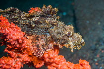 Tasseled scorpionfish (Scorpaenopsis oxycephala) perched on a sponge. Tulamben, Bali, Indonesia.