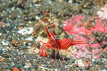 Durban hinge-beak prawn or shrimp (Rhynchocinetes dubanensis). Tulamben, Bali, Indonesia.