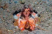 Indonesian mantisshrimp (Lysiosquillina lisa). Tulamben, Bali, Indonesia.
