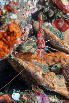 Durban hinge-beak prawn (Rhynchocinetes dubanensis). Tulamben, Bali, Indonesia.