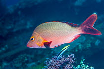 10+ paddletail snapper photos and videos available for editorial