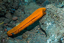 Severed arm of a Luzon sea star (Echinaster luzonicus) starting to regenerate a new body . Tulamben, Bali, Indonesia.