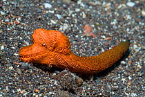Luzon sea star (Echinaster luzonicus) regenerating a new body from severed arm. Tulamben, Bali, Indonesia.