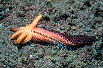 Luzon sea star (Echinaster luzonicus) regenerating a new body from severed arm. Tulamben, Bali, Indonesia.