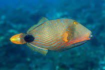 Orange-lined triggerfish (Balistapus undulatus). Tulamben, Bali, Indonesia.