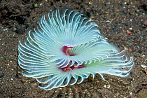 Filter feeding appendages of a Feather duster worm - Sabellidae, extending from the sand. Tulamben, Bali, Indonesia.