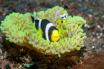 Saddleback anemonefish (Amphiprion polymnus). Tulamben, Bali, Indonesia.