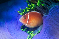 Pink anemonefish (Amphiprion perideraion). West Papua, Indonesia. Indo-West Pacific.