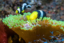 Saddleback anemonefish (Amphiprion polymnus) with a Spotted anemone porcelain crab (Neopetrolisthes maculatus) perched on the edge of the anemone. Tulamben, Bali, Indonesia.