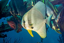Circular batfish (Platax orbicularis) semi adult. Tulamben, Bali, Indonesia.