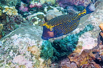 Spotted boxfish or trunkfish (Ostracion meleagris). Tulamben, Bali, Indonesia.