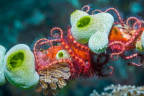 Dark red spined brittlestar (Ophiothrix purpurea) with Green urn sea squirts(Didemnum molle). Tulamben, Bali, Indonesia.