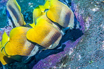 Klein&#39;s butterflyfish (Chaetodon kleinii) feeding on Sergeant major eggs. Bali, Indonesia.