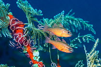 Moluccan cardinalfish (Ostorhinchus moluccensis) next to hydroids, brittlestars and sea squirts.  Tulamben, Bali, Indonesia.