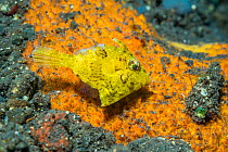 Seagrass filefish (Acreichthys tomentosus), yellow phase. Tulamben, Bali, Indonesia.