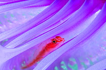 Translucent coral goby (Bryaninops erythrops) in Seapen (Virgularia gustaviana). Komodo National Park, Indonesia. Indo-West Pacific.