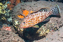 Areolate grouper (Epinephelus areolatus). Tulamben, Bali, Indonesia.