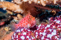 Coral hawkfish (Cirrhitichthys oxycephalus) perched on sea squirts. Tulamben, Bali, Indonesia.