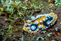 Nudibranch (Phyllidia ocellata) Tulamben, Bali, Indonesia.