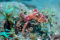 Blue-ringed octopus (Hapalochlaena spp.) Bali, Indonesia.