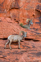 Desert bighorn sheep (Ovis canadensis nelsoni) rams on steep sandstone wall. Valley of Fire State Park, Nevada, USA. February.