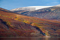 Autumn tundra colors on the hills in Rode Fjord (Red Fjord), Scoresby Sund, Greenland, August.