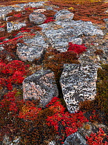 Alpine bearberry (Arctous alpina) on tundra in autumn amongst boulderrs, Sydkapp (South Cape), Scoresby Sund, Greenland, September.