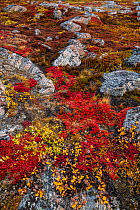 Alpine bearberry (Arctous alpina) on tundra in autumn and boulderrs, Sydkapp (South Cape), Scoresby Sund, Greenland, September.