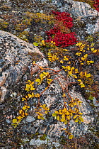 Alpine bearberry (Arctous alpina) and dwarf willow on tundra in autumn, Sydkapp (South Cape), Scoresby Sund, Greenland, September.