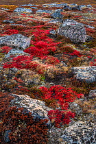 Alpine bearberry (Arctous alpina) on tundra in autumn and boulderrs, Sydkapp (South Cape), Scoresby Sund, Greenland, September.
