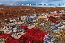 Alpine bearberry (Arctous alpina) on tundra in autumn and boulderrs at Sydkapp (South Cape), with icebergs in Hall Bredning, Scoresby Sund, Greenland, September.