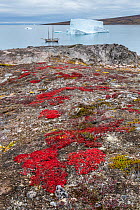 Autumn tundra colors and icebergs, Charcot Havn, Milne Land, Scoresby Sund, Greenland, September.