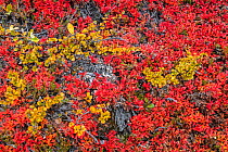 Tundra plants  in autumn with Dwarf birch (Betula nana) and Bearberry (Arctostaphylos), Rypefjord / Ptarmigan Fjord, Scoresby Sund, Greenland, August.