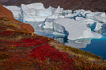 Icebergs and autumn tundra near Rode O (Red Island) in Rode Fjord (Red Fjord), Scoresby Sund, Greenland, August.