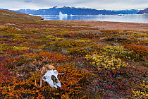 Muskox skull on autumn tundra, in Hare Fjord, Scoresby Sund, Greenland, August.
