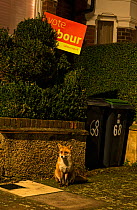 Red Fox (Vulpes Vulpes) standing in front of Vote Labour sign on the London streets North London,  England