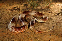 Speckled brown snake (Pseudonaja guttata) from Avon Downs, Barkly Tableland, Northern Territory, Australia. Controlled conditions