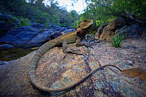 Gippsland Water Dragon (Intellegama lesuerii howittii) male, upper Pambula River, New South Wales, Australia. Controlled conditions
