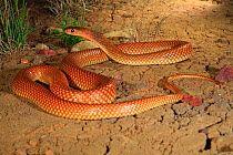 Ingram&#39;s Brown Snake (Pseudonaja ingrami) female from the Hamilton Channels near Boulia, far western Queensland, Australia. Controlled conditions
