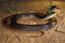 Ingram&#39;s Brown Snake (Pseudonaja ingrami) male adopting a typical defensive posture, Hamilton Channels near Boulia in far western Queensland, summer. Controlled conditions
