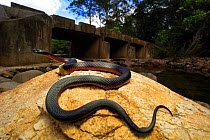 Red-bellied Blacksnake (Pseudechis porphyriacus) female, upper Pambula River, NSW, Australia, spring. Controlled conditions