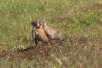 American badger (Taxidea taxus) female with Black-tailed Prairie Dog (Cynomys ludovicianus) prey she is taking to her cubs in their burrow. Custer State Park, South Dakota, USA. July.