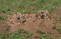 Black-tailed prairie dogs (Cynomys ludovicianus) youngsters stay close together above their burrow, Cherry Creek State Park of Colorado, USA, May.