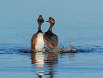 Eared grebes (Podiceps nigricollis) stand erect on water, din courtship behaviour, North Park, Colorado, USA. June.