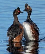 Eared grebes (Podiceps nigricollis) stand erect in water during courtship, North Park, Colorado, USA. June.
